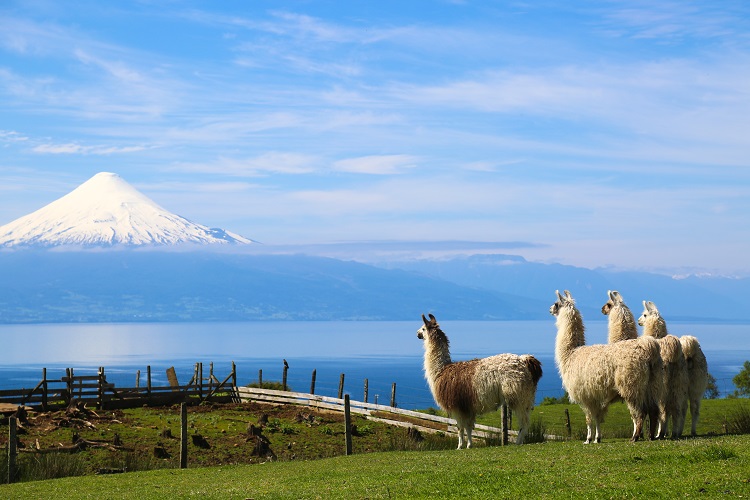 Lama y vista volcán Osorno